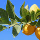 A photo of lemons on a tree branch along Fresno County's Blossom Trail