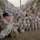 Photo of a man cleaning skulls