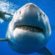 Photo of a shark researcher and advocate, swimming with a large great white shark