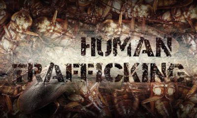 Illustration of cockroaches and the words "human trafficking'