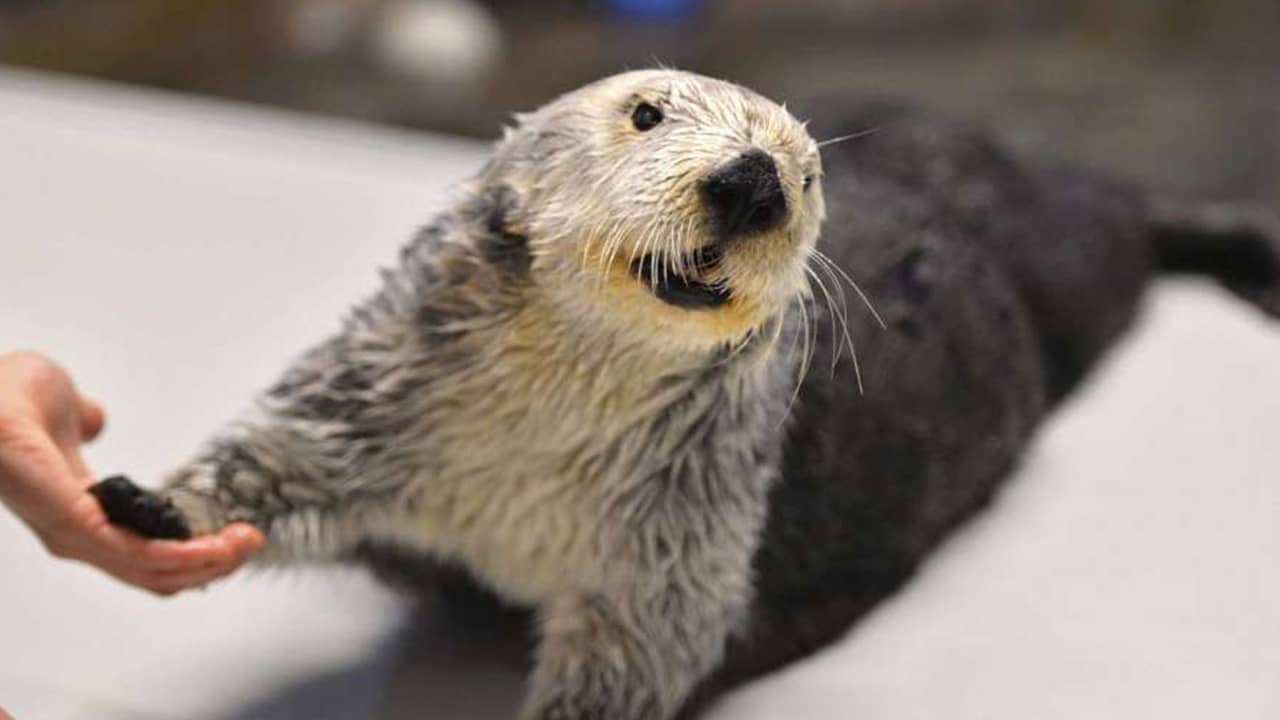Photo of Charlie the oldest sea otter in captivity