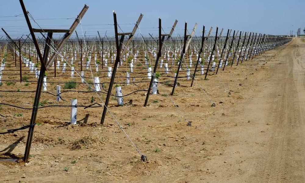 Photo of vineyard in Kern County