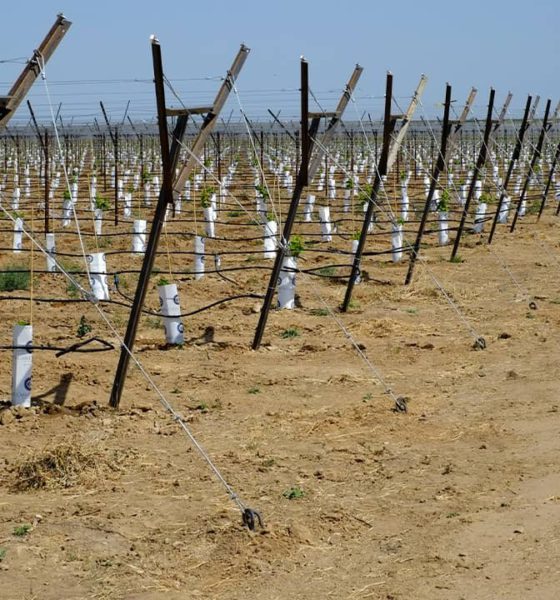 Photo of vineyard in Kern County