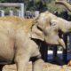 Photo of Little Mac, the Asian elephant