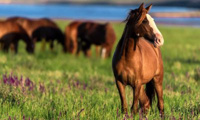 Photo of wild horses