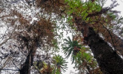 Photo of Wollemi pine trees