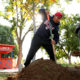 Image of a Fresno State student doing landscape work on campus