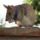 Photo of Cambodian landmine detection rat, Magawa